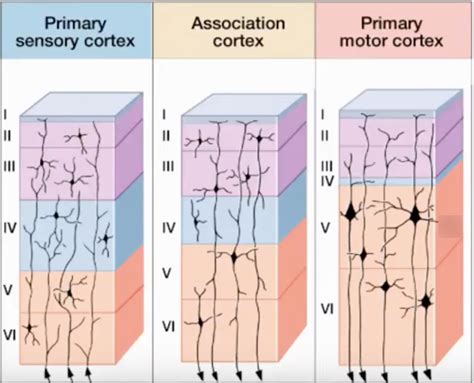 Image result for Neocortex Disorders