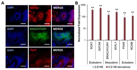 Self-Assembling Scaffolds Supported Long-Term Growth of Human Primed ...