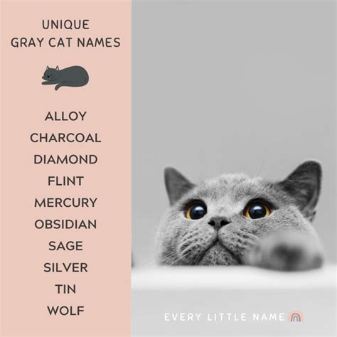 320+ Gray Cat Names (Funny and Purr-fectly Adorable) - Every Little Name
