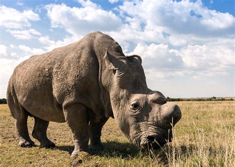 Rhinoceros | Horn, Habitat, & Facts | Britannica