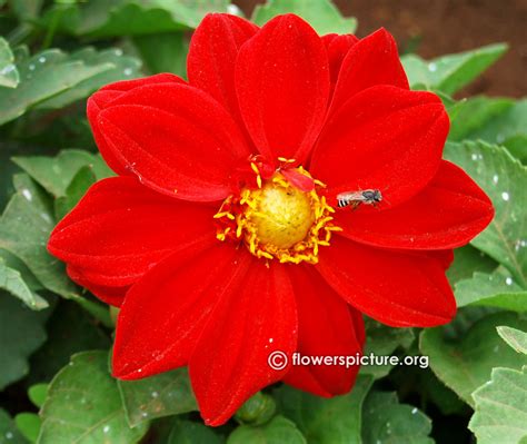 Dahlia hybrid red Banglore Flower Show Jan 2013