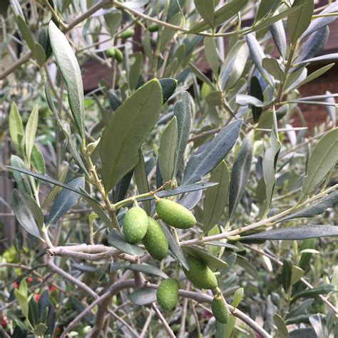 Guide to Growing an Olive Tree in a Pot — Food Garden Life