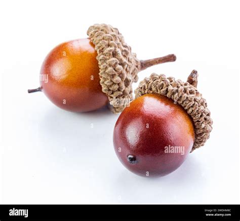 Oak acorns hi-res stock photography and images - Alamy