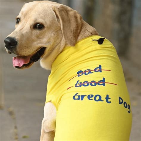 Buy Mutt of Course Great Doggo T Shirt for Dogs online at Supertails.com