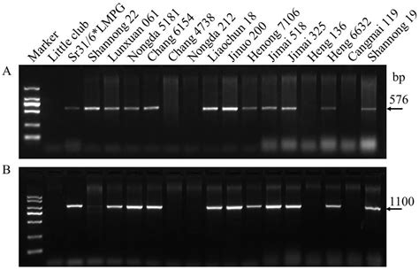 Identification of Stem Rust Resistance Genes in Triticum Wheat ...