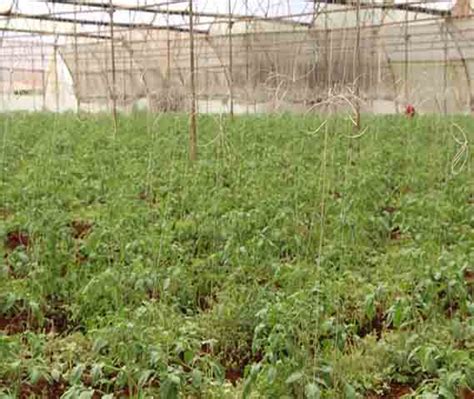 Delmore Trading Pvt Ltd