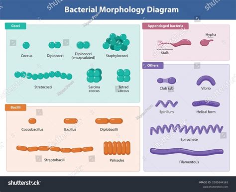 Bacterial Cell Classification Shapes Types Basic Stock Illustration 2385644161 | Shutterstock