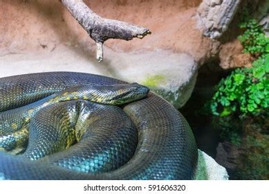 Big Python's 的图像结果