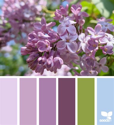 What Colours Go With Lilac at Larry Kirts blog