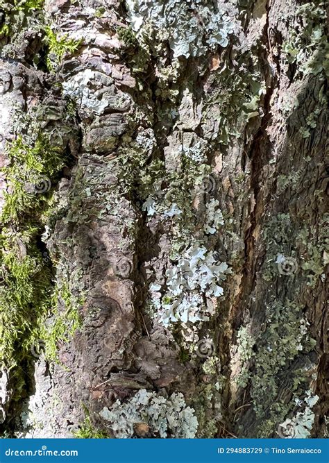 Mosses and Lichens on Tree Bark Stock Image - Image of natural, fungus ...