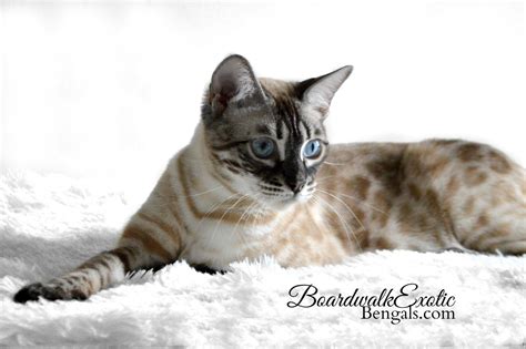 Icy my Silver Charcoal Snow Lynx F4 female beauty | Bengal cat, Cats ...