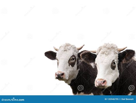 Cow, two faces close up stock image. Image of green - 135946795