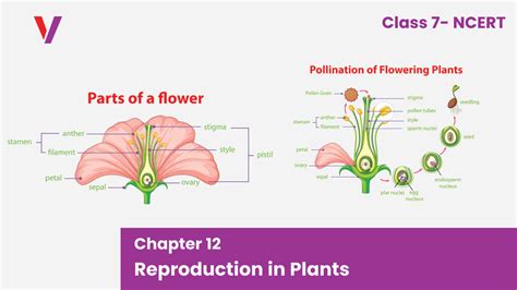 Image result for Class 7 Science Chapter Reproduction