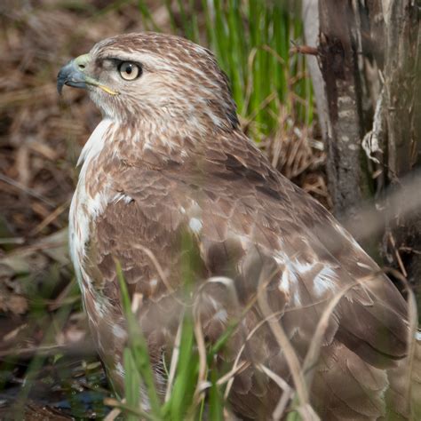 Juvenile Red-tailed Hawk Cooling Off — Todd Henson Photography