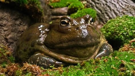 Image result for African Bullfrog vs Python