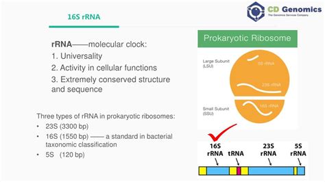 Frontiers | Comparison of 16S rRNA Gene Based Microbial Profiling Using ...