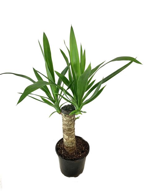 Yucca Cane Plant - Live Plant in a 6 inch Pot - Yucca Guatemalensis ...
