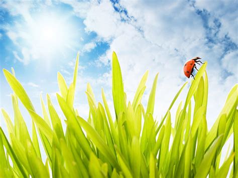 Image result for Spring for Children