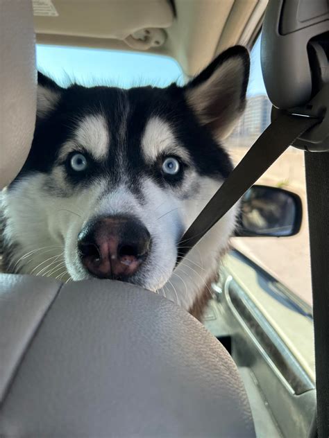 Can Dogs Ride In Uber