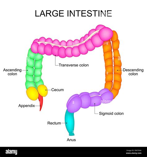 Part of Large intestine. Colon anatomy. Human digestive system. Vector illustration Stock Vector ...