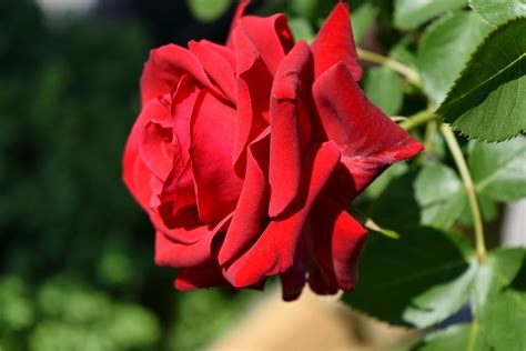 Free picture: gardening, red, roses, spring time, nature, shrub, flower ...