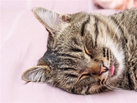 Do Cats Stick To Your Sleep Schedule Or Own The Night? The Truth About Being Diurnal Or Nocturnal