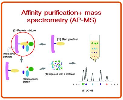 Affinity Purification 的图像结果