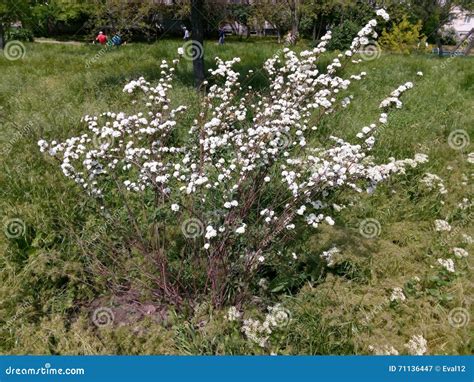 Spring Flowering Shrub with Small White Flowers Stock Image - Image of ...
