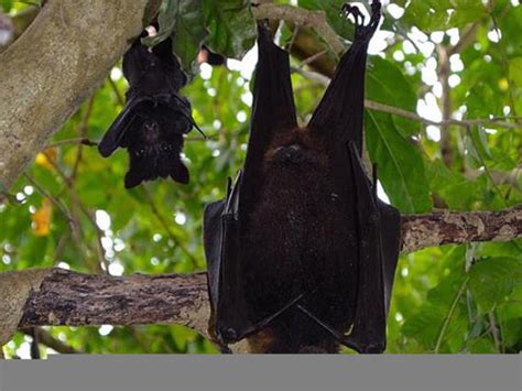 澳大利亚遭热浪袭击 逾5000只蝙蝠中暑死亡(图)|澳大利亚|蝙蝠|中暑_新浪新闻