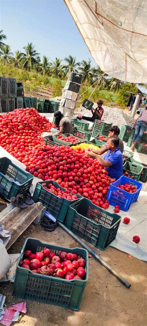 Pomegranate Farming - Mak Life Producer Company Limited