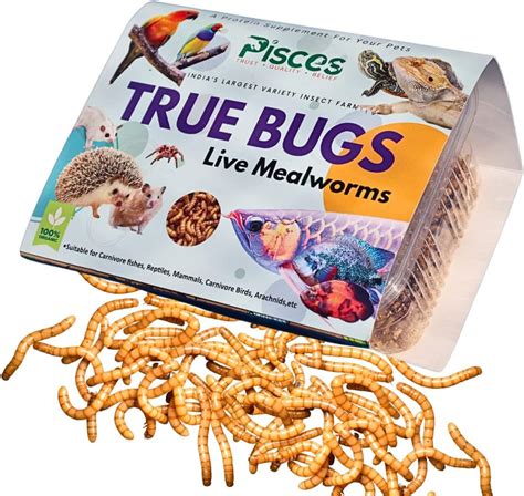 Infiniti Insects Live Mealworms Fish Food - 500 Pieces,All Life Stages ...