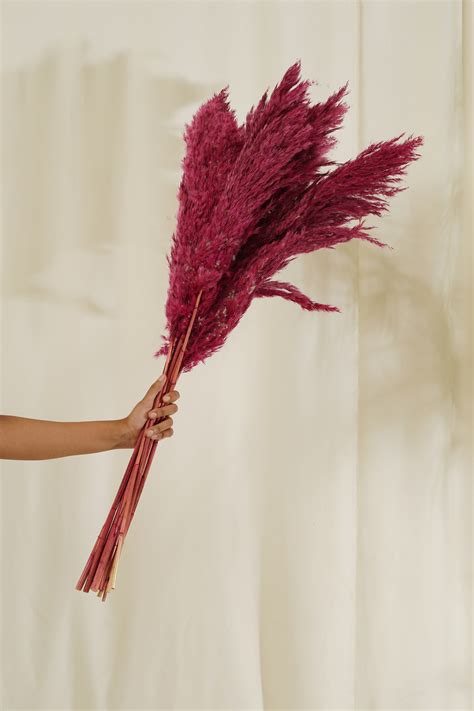 Fluffy Pampas 5 Stems – Purezento