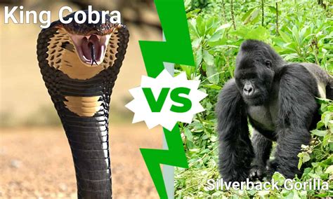 Image result for Gorilla Vs Python Fight