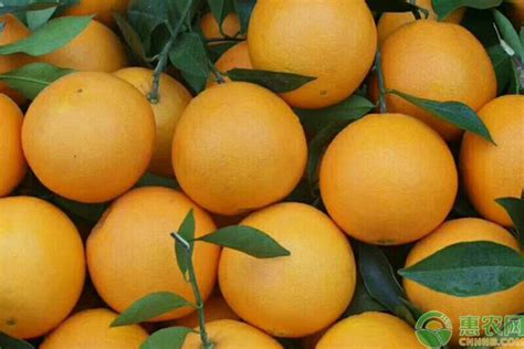 橙子橘子吃多了，小心变成『小黄人』_新浪新闻