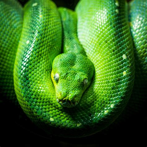 Image result for Python Reptile