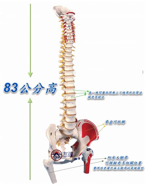 ENOVO人体脊柱模型腰椎骨盆整骨胸骨肋骨胸腔骨骼架模型-阿里巴巴