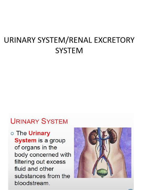 Image result for Urinary System.pdf