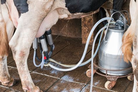 Buying A Milking Machine For Cows? 6 Things To Know First