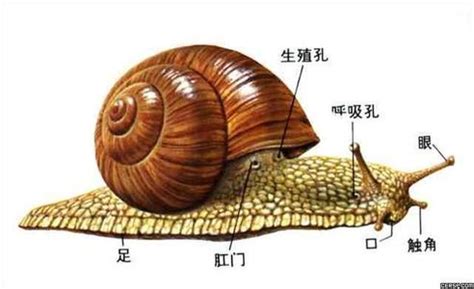 蜗牛的身体分哪几部分_百度知道