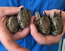 Image result for Wild Baby Cottontail Rabbits