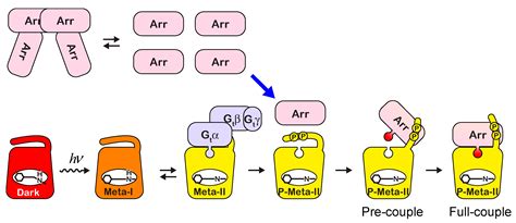 Role of Monomer/Tetramer Equilibrium of Rod Visual Arrestin in the ...