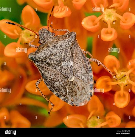 Spined Soldier Bug, Podisus spp. on butterfly weed, Asclepias tuberosa ...