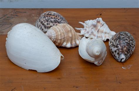 Image result for Shells Length