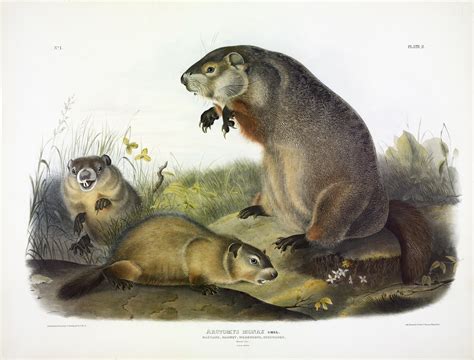 Woodchuck Vs Groundhog