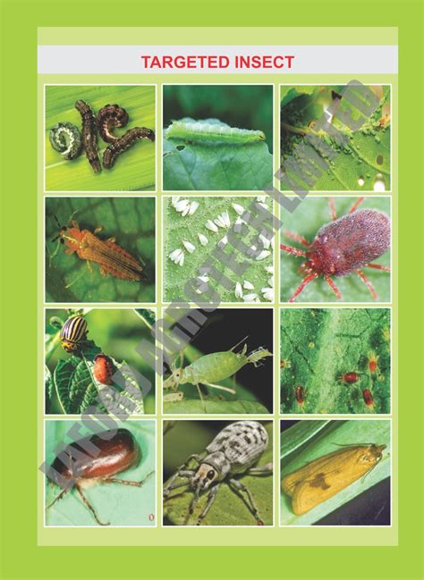 Imidaclorpid 6 Lambda Cyhalothrin 4 SL - Dual Action Insecticide at an ...