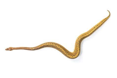 White Ball Python 的图像结果