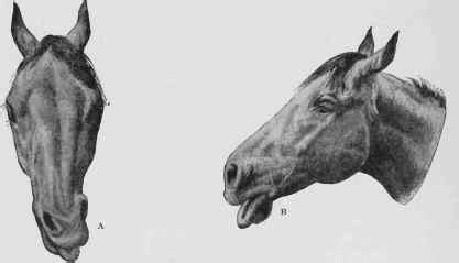 Image result for horsetail and nerve damage