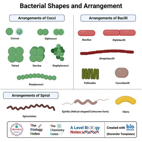 Microbiology Morphology Gram Positive Gram Negative Bacteria Bacteria
