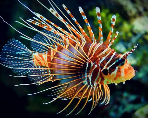 Top 10 Amazing Great Barrier Reef Animals | Fish, Lions and Shelter