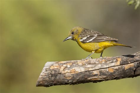 Image result for Class 10 Science Chapter 8 by Success CDs